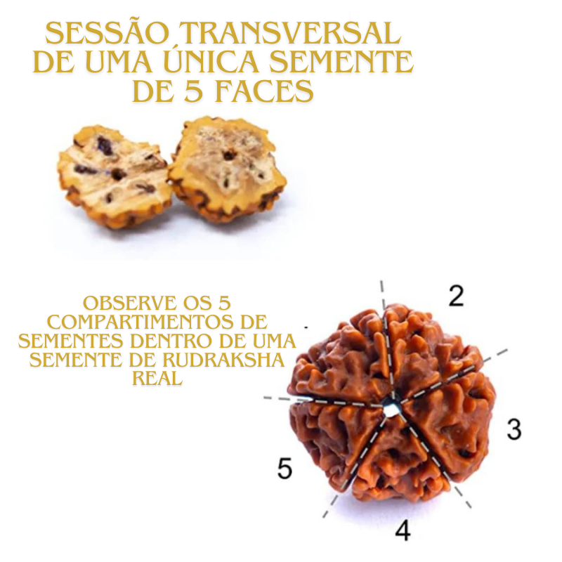 Japamala Rudraksha Lágrimas de Shiva (Pulseira de Brinde) - 108 Contas